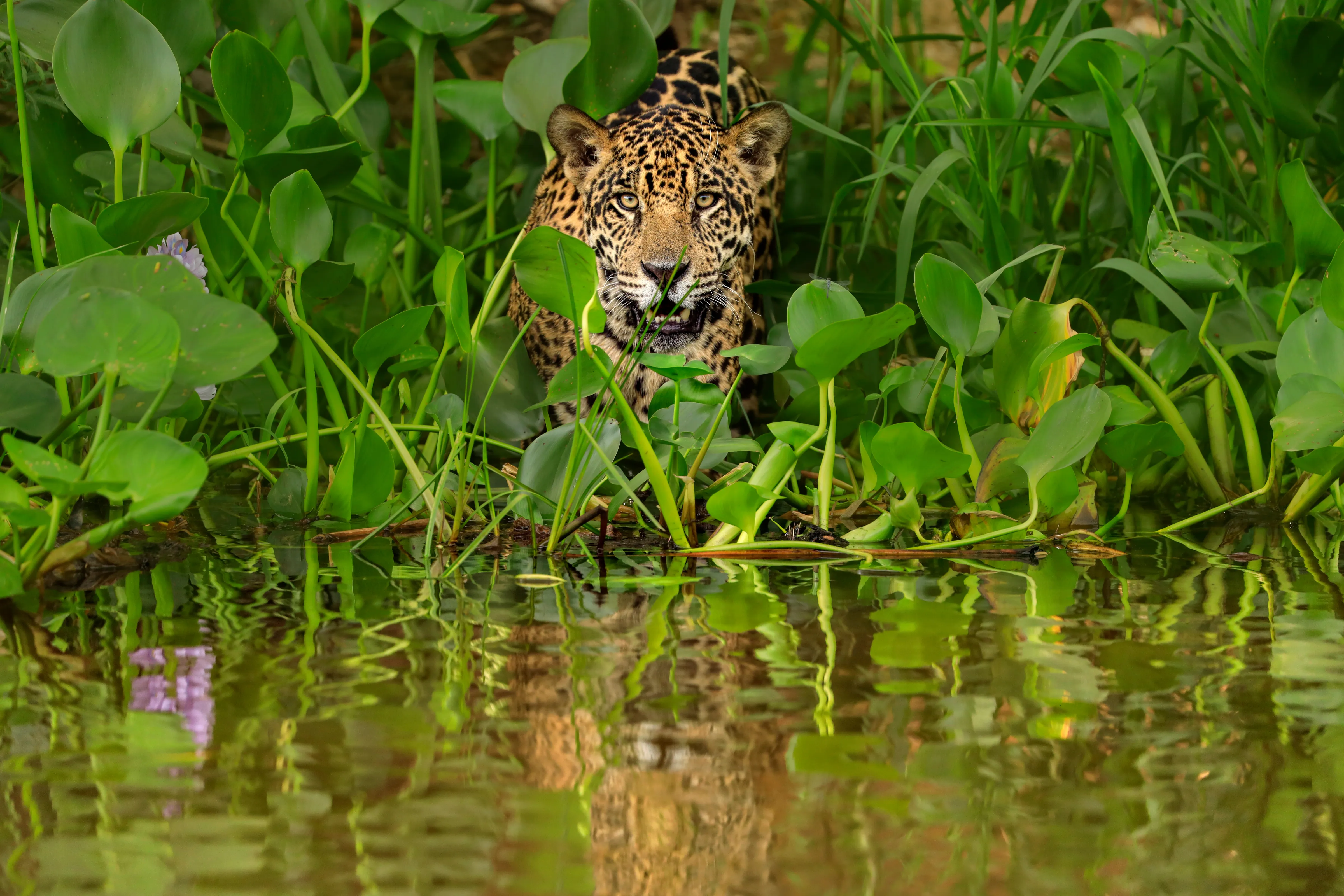 Un jaguar mirando a la cámara desde detrás de plantas y hojas verdes